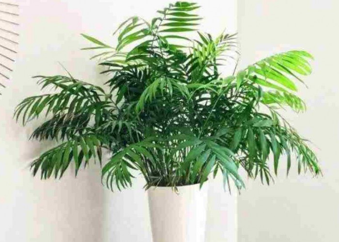 Menjaga Udara Rumah dari Polusi, Berikut 7 Tanaman Hias Pembersih Udara Anti Polusi yang Wajib Dimiliki