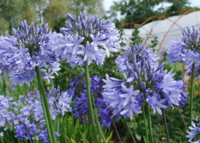 Bisa Usir Serangga Terutama Nyamuk, Berikut 6 Tanaman Hias Pengusir Nyamuk di Dalam Rumah