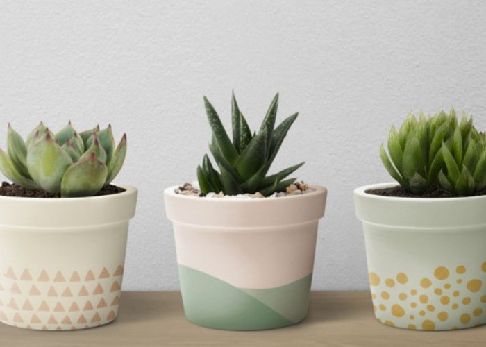 8 Tanaman Hias Outdoor Bawa Hoki, Energi Positif dan Oksigen Segar, Penempatannya Asri Menurut Feng Shui