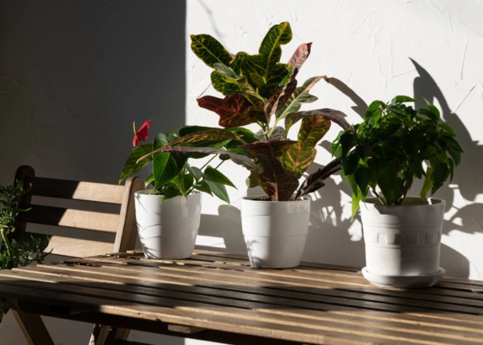 Dekorasi Outdoor yang Bisa Bawa Keberuntungan di 2026, 7 Tanaman Hias Depan Rumah yang Tahan Panas dan Hujan