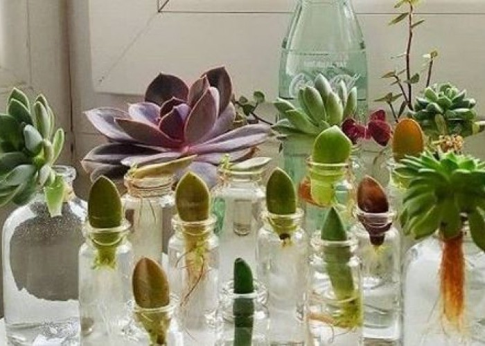 Rekomendasi Tanaman Hias Hidroponik Indoor yang Mudah Dirawat, Bersih, dan Minim Serangga