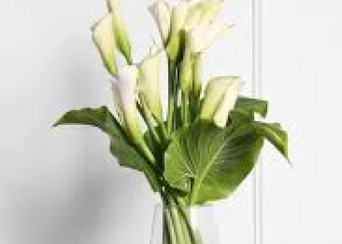 Dekorasi Simpel Tapi Elegan, 5 Tanaman Hias Bunga dengan Media Air di Vas Kaca, Bikin Ruangan Estetik 