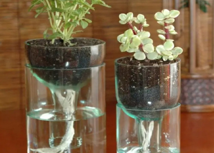 Tanpa Perlu Media Tanah dan Pot Besar, Berikut 6 Rekomendasi Tanaman Hias Hidroponik untuk Ruangan Minimalis