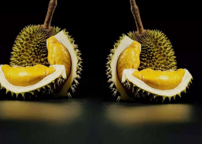 Durian Lato-lato? Yuk Simak Beberapa Durian Khas Dari Majalengka yang Nikmat, Lembut dan Legit!