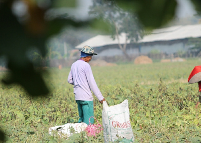 Faktor Cuaca, Petani Palawija Panen Satu Kali