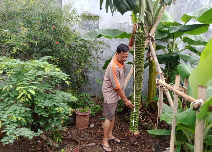 Otong Nurhamid Pensiunan Guru SD Berhasil Tanam Pisang Seribu