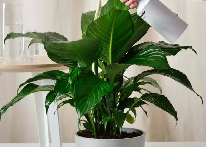 Filter Alami Perawatan Murah, 7 Tanaman Hias Pembersih Udara Ruangan Tertutup yang Megah, Cocok Untuk Dekorasi