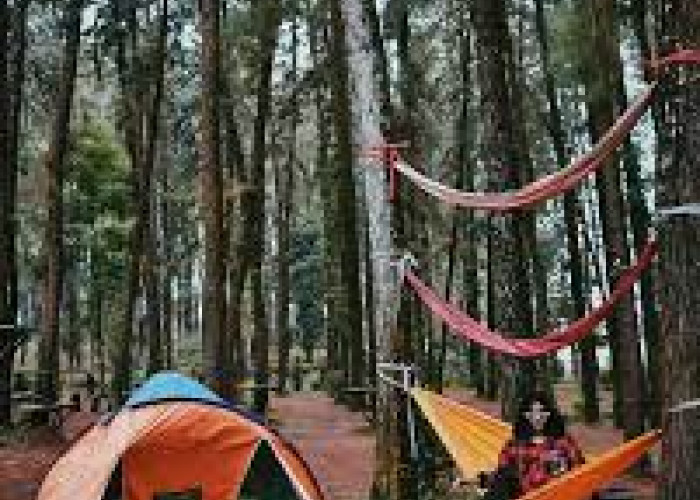 Wisata Hutan Pinus di Majalengka, Cocok Buat Healing!