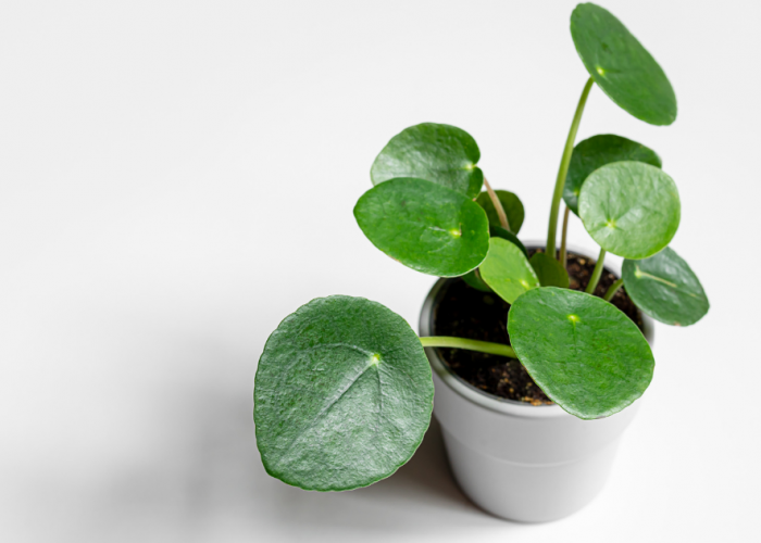 7 Tanaman Hias Hidroponik Depan Rumah Penarik Rezeki, Cantik & Bawa Penuh Keberkahan!