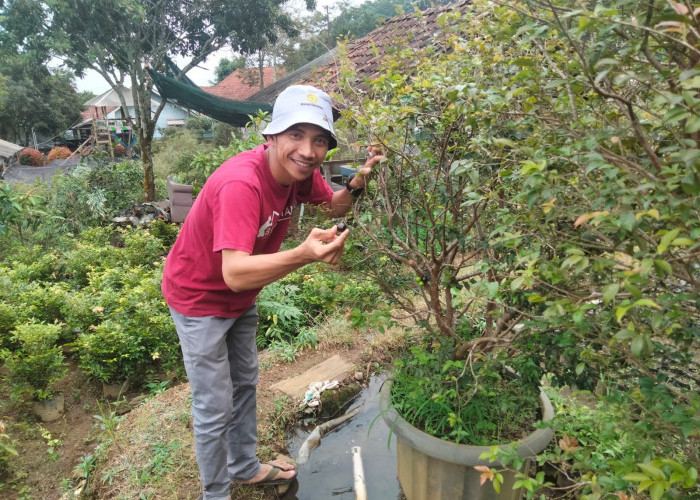 Anggur Brasil, Banyak Diminati  karena Lebih Cepat Berbuah