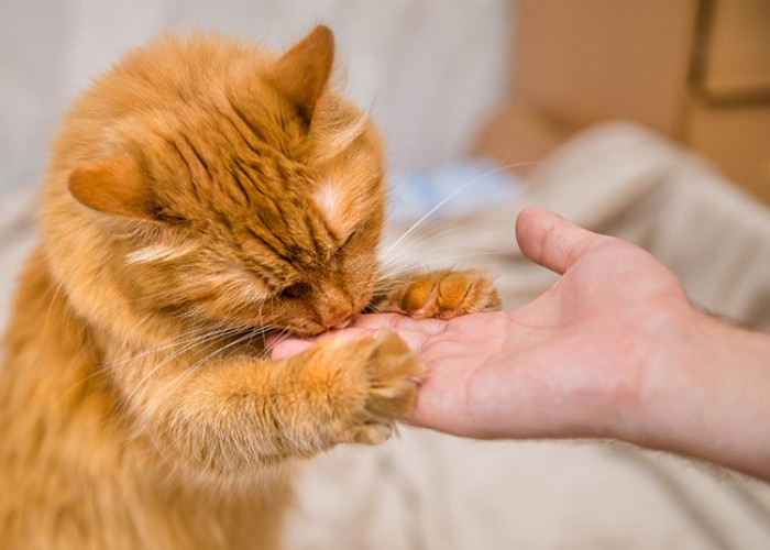 5 Cara Menjinakan Kucing Liar Supaya Dapat Dipelihara Di Rumah