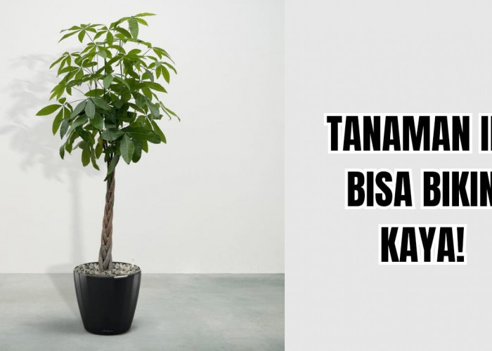 Menjemput Rezeki: Ini 3 Tanaman Hias Pembawa Keberuntungan 2026 Paling Dicari