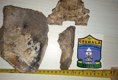 Fosil Rusa Purba di Majalengka, Ditemukan di Baribis, Disimpan di Gedung Juang 