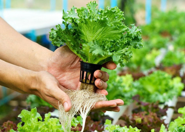 Tren 2026! Tanaman Hias Hidroponik Estetik Favorit Hunian Modern yang Cantik dan Mudah Dirawat