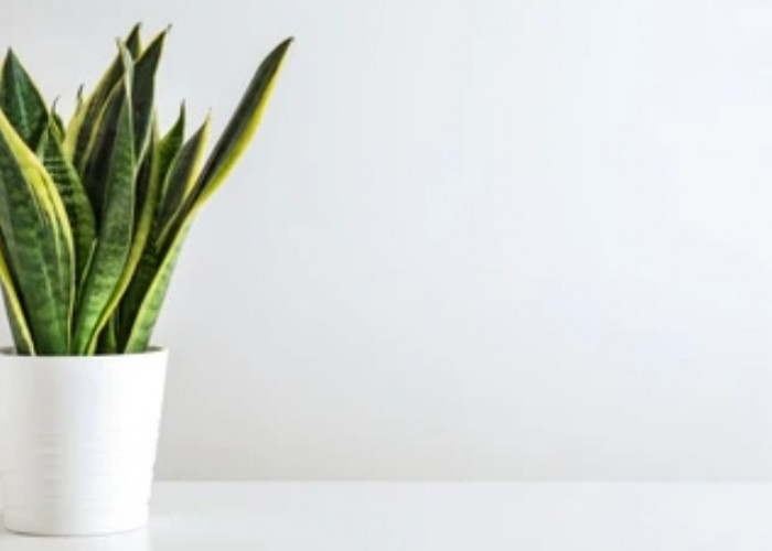 6 Tanaman Hias Pengusir Energi Negatif, Bisa Tolak Bala dan Polutan Berbahaya, Berikut Daftarnya