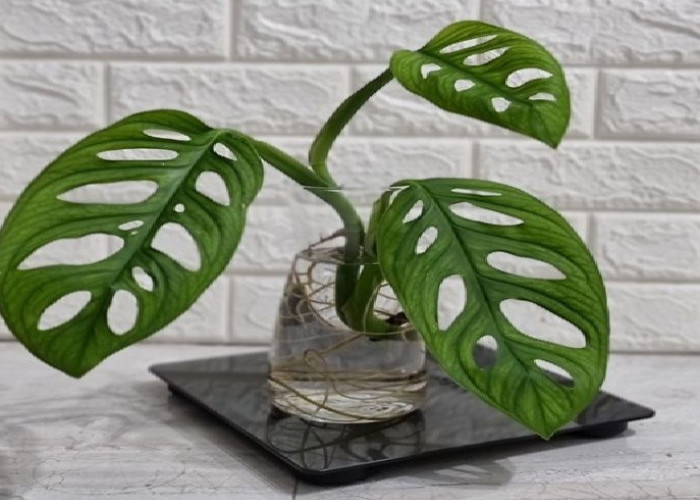 Murah dan Mudah Perawatannya, Berikut 5 Tanaman Hias Pembersih Udara untuk Menyerap Polusi dan Bau Tak Sedap