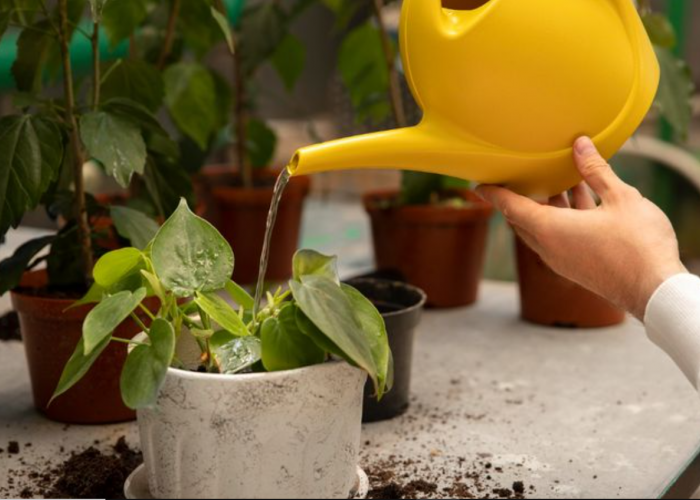 Bawa Keluarga Kaya & Energi Positif Melimpah, 7 Daftar Tanaman Hias Pembawa Keberuntungan di Depan Rumah