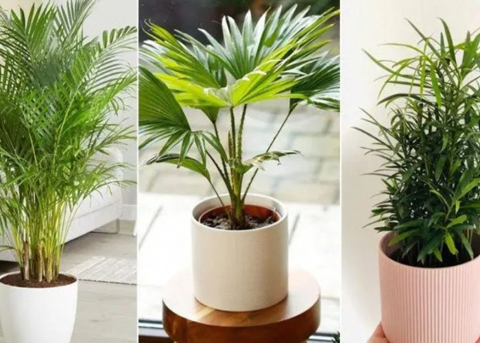 Taruh di Sudut Ruang Tamu, 6 Tanaman Hias Ini Penarik Rezeki, Bawa Keberuntungan, Kemakmuran dan Harmoni