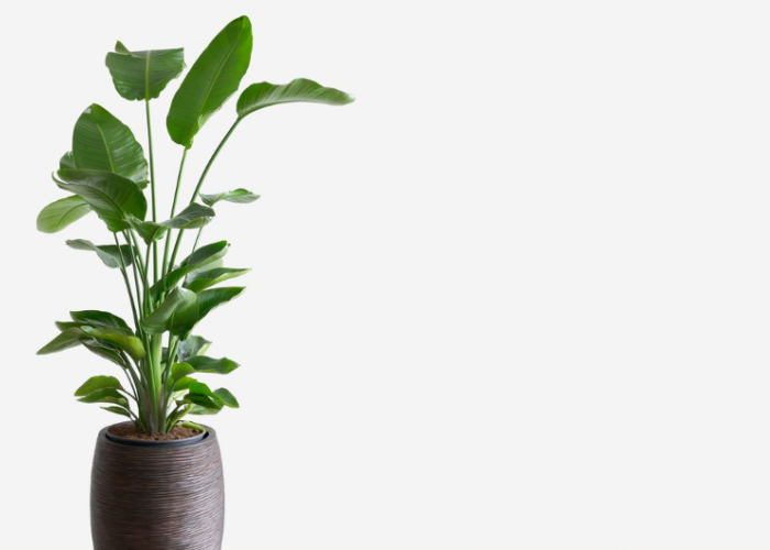 7 Jenis Tanaman Hias Indoor Pembawa Hoki di Awal Tahun 2026, Cocok Jadi Dekorasi Interior Rumah Lebih Hidup