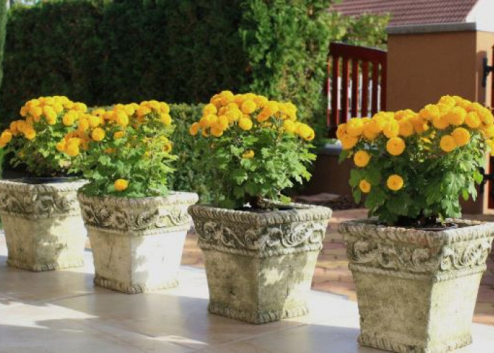 Penarik Rejeki, Ini 6 Tanaman Hias Outdoor Pembawa Keberuntungan Menurut Feng Shui Untuk Teras Rumah