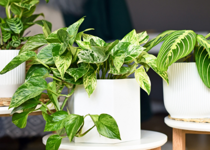 7 Tanaman Hias Depan Rumah Penarik Rezeki Menurut Feng Shui, Sekaligus Tambah Estetik!