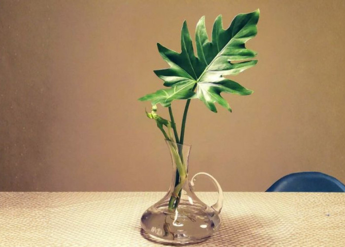 8 Tanaman Hidroponik Indoor Paling Mudah Tumbuh, Cocok untuk Pemula di Ruang Sempit, Rumah Lebih Segar Estetik