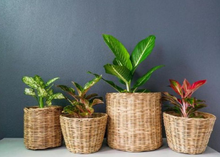 Bawa Rezeki dan Kesejahteraan, 8 Tanaman Hias Ini Penuh Energi Positif Cocok Diletakkan di Sudut Ruang Tamu