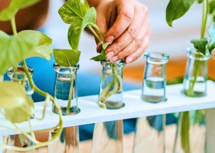 Buat Rumah Tetap Bersih & Segar, Ini 7 Jenis Tanaman Hias Hidroponik Terpopuler dan Mudah Dirawat