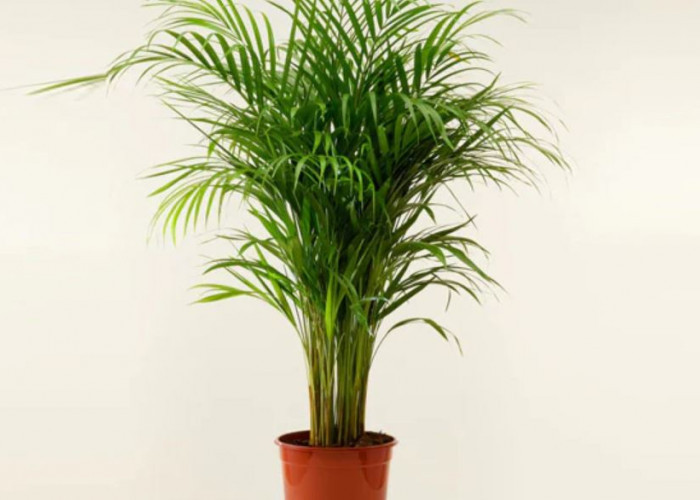 Penarik Keberuntungan, Ini 6 Tanaman Hias Depan Rumah yang Bisa Membawa Rezeki dan Bersihkan Udara