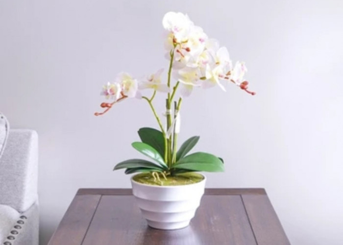 Tampak Elegan, Ini 5 Tanaman Hias Bunga untuk Dekorasi Indoor dengan Warna Menarik & Aroma Menenangkan