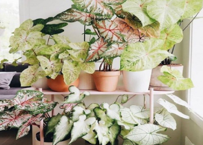 7 Tanaman Hias Penghasil Oksigen, Solusi Alami Usir Polusi di Dalam Rumah dengan Alami