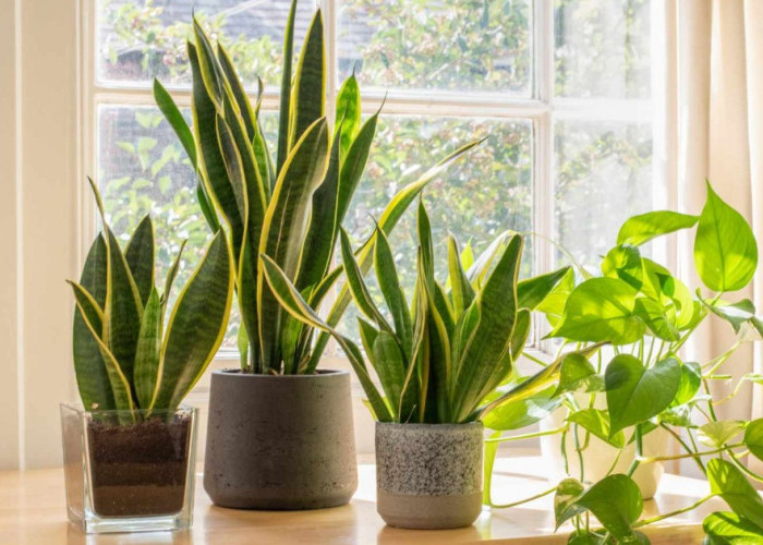 Bukan Sekadar Cantik! 5 Tanaman Hias Pembersih Udara Ini Konon Datangkan Keberuntungan Menurut Feng Shui