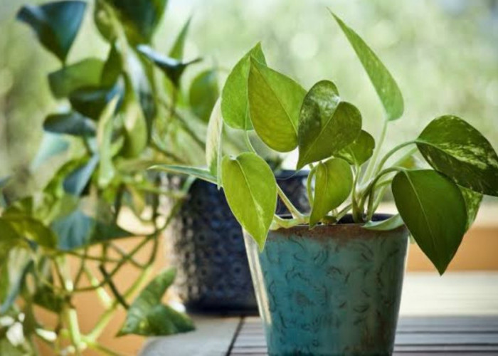 Diklaim Pembawa Sial, Berikut Tanaman Hias Cantik Menurut Fengshui yang Dinilai Membawa Malapetaka