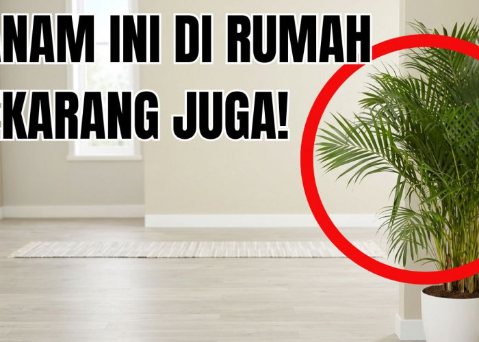 Mau Udara Sehat di Hunian yang Kecil? 3 Tanaman Pembersih Udara di Rumah Minimalis Ini Jawabannya! 