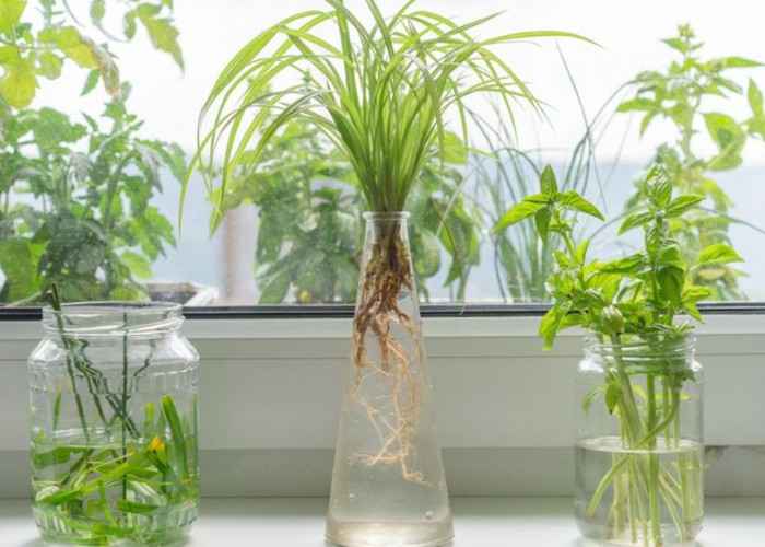 9 Tanaman Hias Hidroponik Estetik dan Mudah Dirawat Cocok untuk Meja Kerja, Kamar dan Sudut Rumah