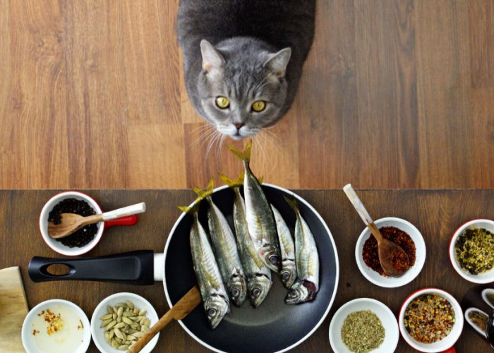 Resep Membuat Makanan Kucing Sendiri, Mengandung Protein