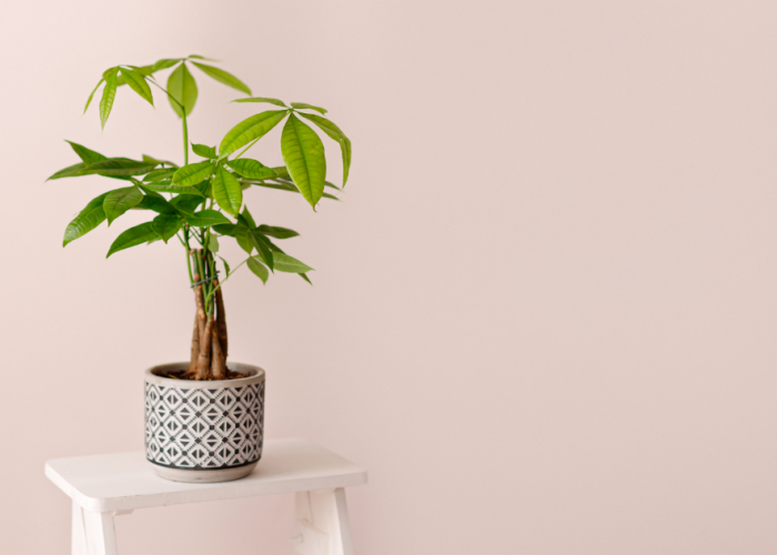 Teras Rumah Makin Estetik & Menawan! Ini 6 Tanaman Hias Outdoor Pembawa Keberuntungan