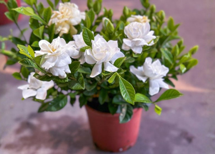 Cara Mudah Rumah Tetap Wangi, 4 Tanaman Hias Ini Hadirkan Aroma Alami yang Segar dan Menenangkan