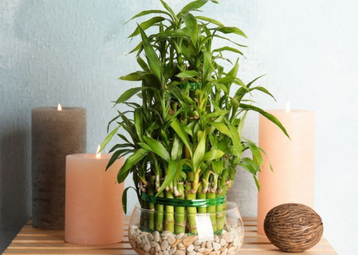 Banyak yang Salah, Ini 5 Penempatan Bambu Air Menurut Feng Shui Agar Rezeki, Karier dan Energi Rumah Lancar