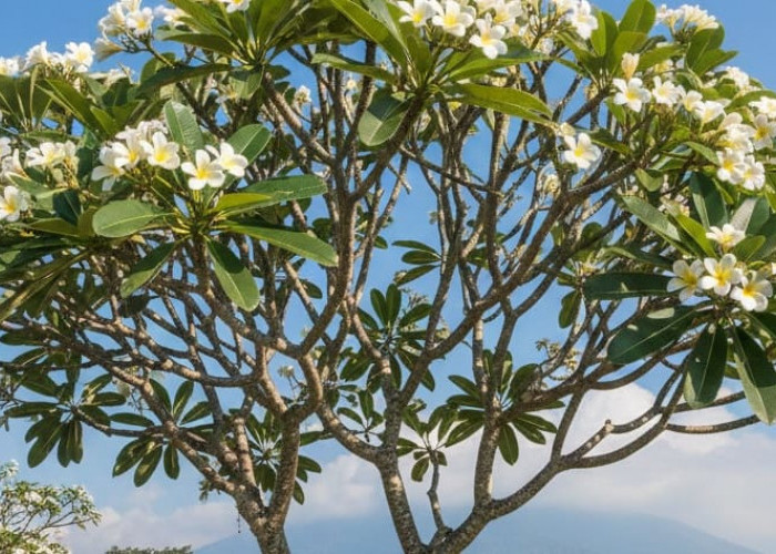 Jauhi 7 Tanaman yang Tidak Boleh Ditanam di Depan Rumah Ini, Bisa Membawa Sial Menurut Feng Shui