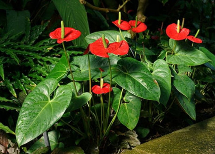 Tidak Hanya Estetik dan Sejuk, 7 Tanaman Hias Outdoor Membawa Hoki, Rezeki dan Energi Positif di Depan Rumah