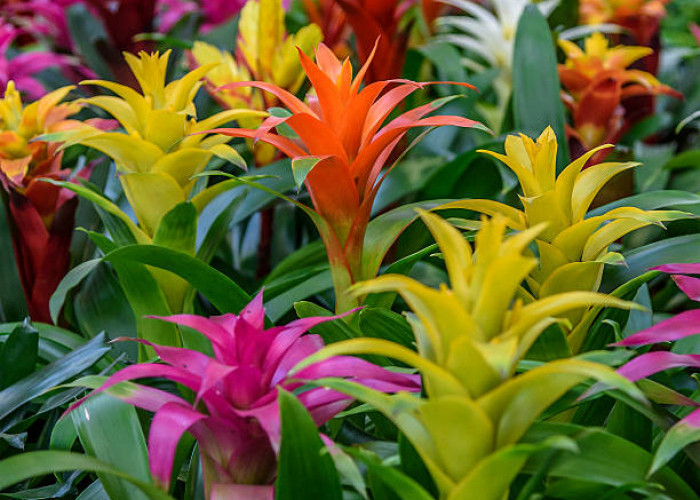 Belum Banyak yang Tahu! Ini 5 Tanaman Hias Outdoor yang Mudah Dirawat untuk Percantik Tampilan Depan Rumah 