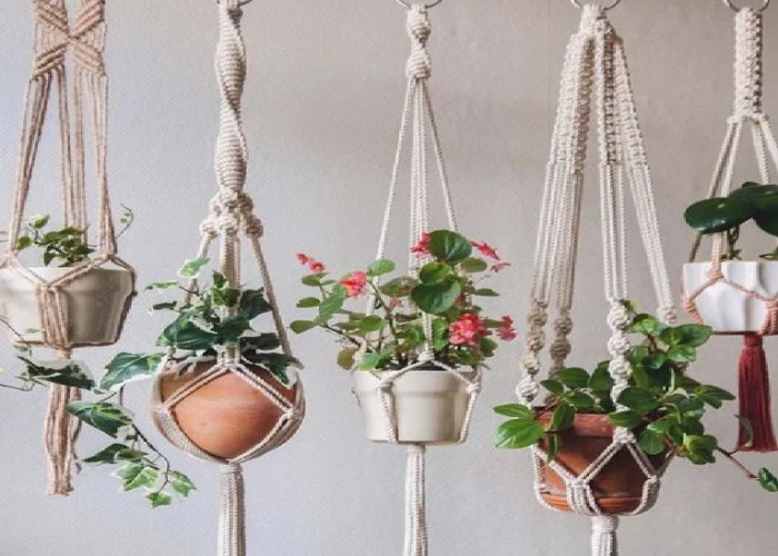 Rahasia Dekorasi Kekinian: 7 Tanaman Hias Pot Gantung yang Mudah Dirawat di Rumah