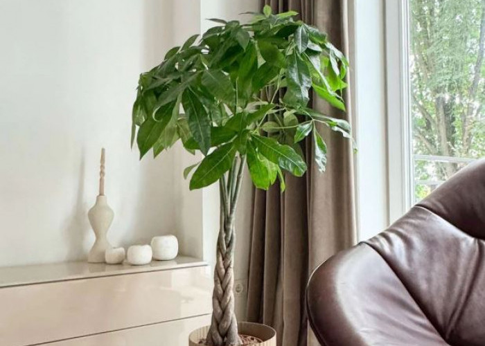 Cocok Untuk Ruang Tamu & Dapur, Ini 6 Tanaman Hias Indoor Pembawa Keberuntungan dan Rejeki Menurut Feng Shui