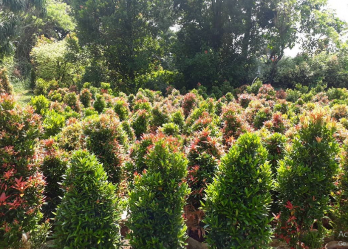 Teras Panas Jadi Adem! Estetik dan Fungsional, Ini Pohon Peneduh dalam Pot yang Wajib Dicoba