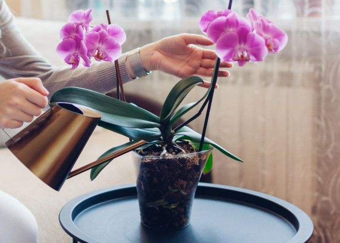 Bukan Sekedar Dekorasi, Ini 5 Tanaman Hias Pembawa Rezeki & Keberuntungan di Rumah dengan Tampilan Estetik