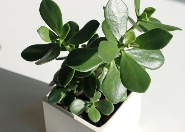 7 Tanaman Hias Penjaga Rumah dari Aura & Energi Negatif, Bisa Cegah Udara Rumah dari Polusi Juga