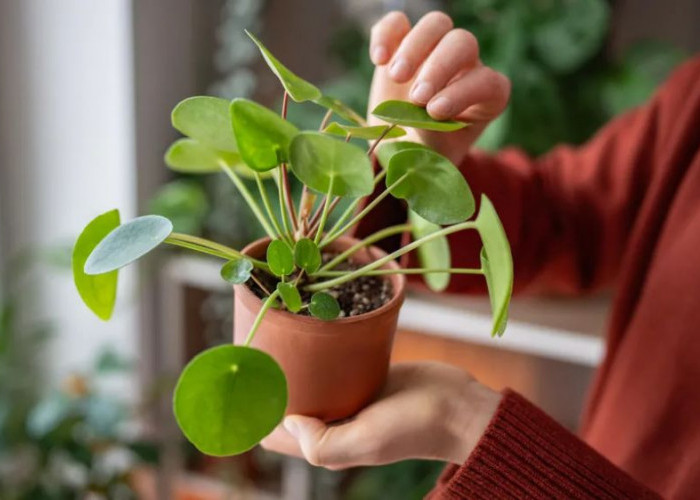 7 Tanaman Hias di Depan Rumah yang Membawa Keberuntungan, Energi Positif, Keindahan dan Tips Merawat Praktis