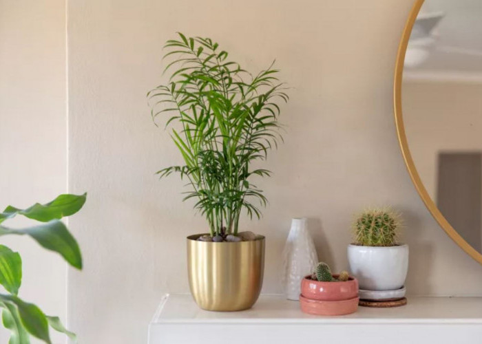 Bikin Interior Rumah Makin Estetik dan Segar, 8 Tanaman Hias Indoor  Pembersih Udara dari Polutan Menurut NASA