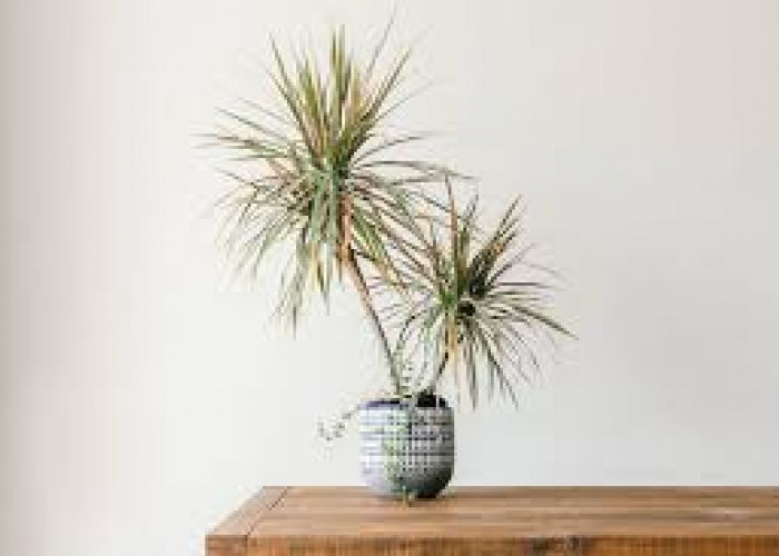 Rumah Pinggir Jalan Wajib Punya! Ini 7 Tanaman Hias yang Dapat Menyerap Polutan Secara Alami